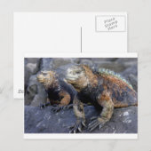 Marine iguana Galapagos San Cristobal Briefkaart (Voorkant / Achterkant)