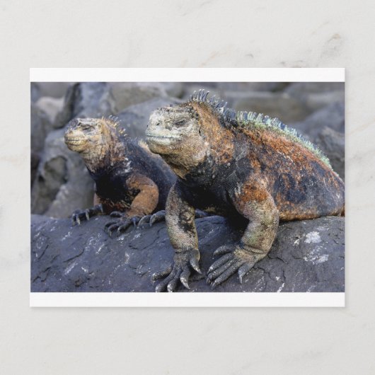 Marine iguana Galapagos San Cristobal Briefkaart (Voorkant)