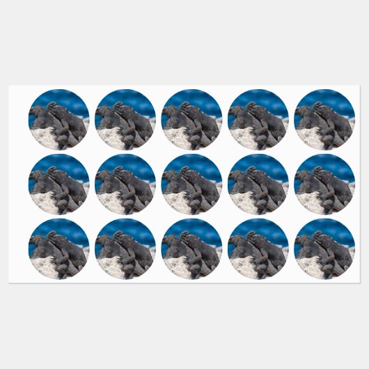 Marine Iguana Labels (Vel)