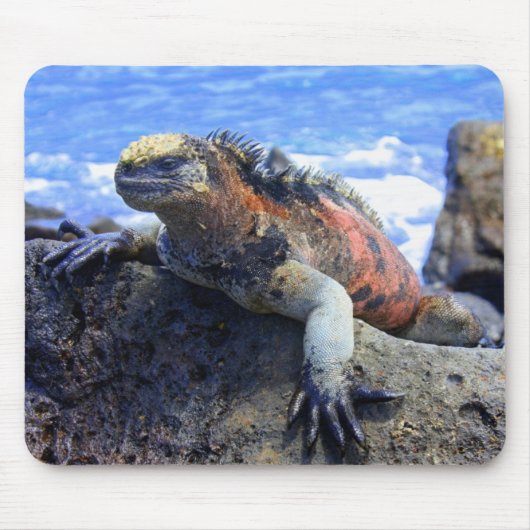 Marine Iguana Muismat (Voorkant)