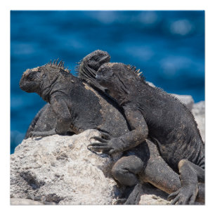 Marine Iguana Perfect Poster