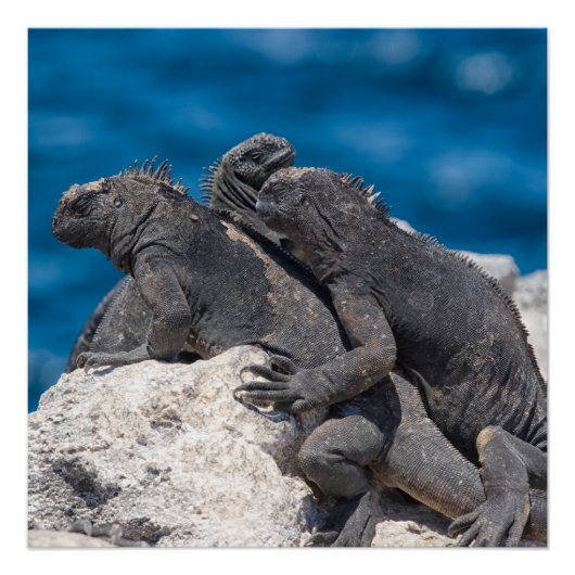 Marine Iguana Perfect Poster (Voorkant)