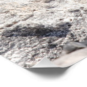 Marine Iguana Perfect Poster (Hoek)