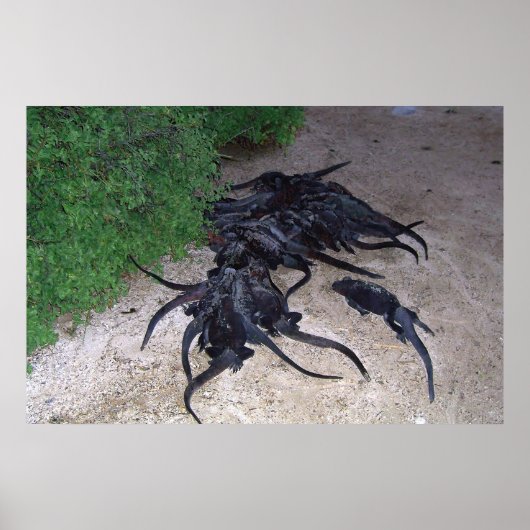 Marine Iguana Pile Poster (Voorkant)