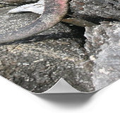 Marine Iguana Poster (Hoek)