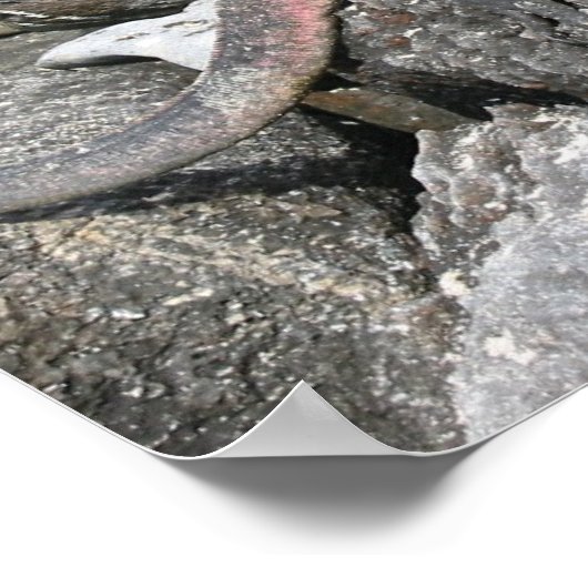 Marine Iguana Poster (Hoek)