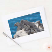 Marine Iguana Rechthoekige Sticker (Envelop)