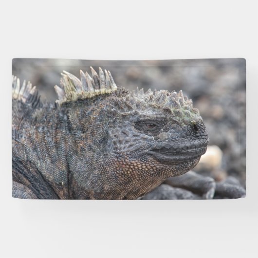 Marine Iguana Spandoek (Horizontaal)