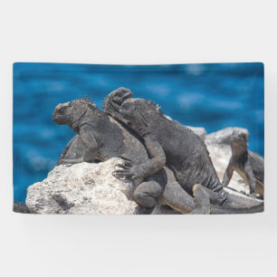 Marine Iguana Spandoek
