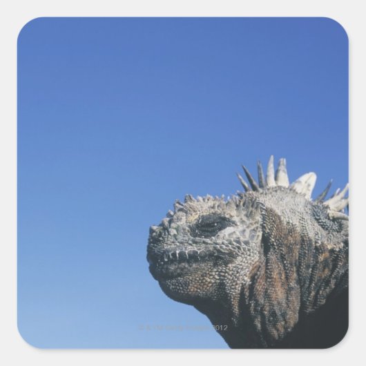 Marine Iguana Vierkante Sticker (Voorkant)