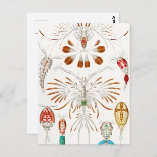 Marine Life Crustaceans, Copepoda by Ernst Haeckel Briefkaart (Voorkant / Achterkant)
