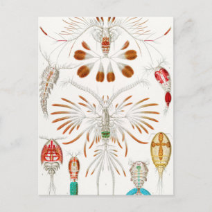 Marine Life Crustaceans, Copepoda by Ernst Haeckel Briefkaart