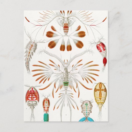 Marine Life Crustaceans, Copepoda by Ernst Haeckel Briefkaart (Voorkant)