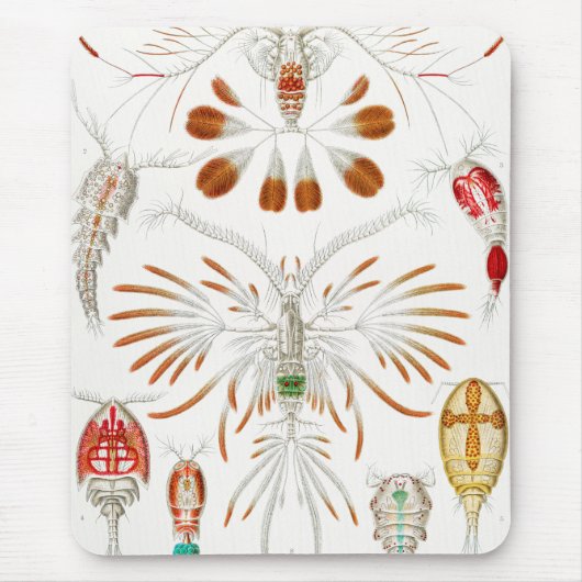 Marine Life Crustaceans, Copepoda by Ernst Haeckel Muismat (Voorkant)