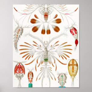 Marine Life Crustaceans, Copepoda by Ernst Haeckel Poster