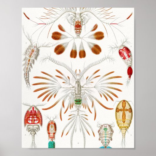 Marine Life Crustaceans, Copepoda by Ernst Haeckel Poster (Voorkant)