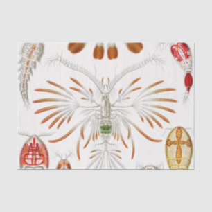 Marine Life Crustaceans, Copepoda by Ernst Haeckel Tissuepapier
