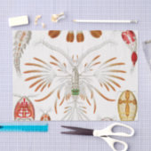 Marine Life Crustaceans, Copepoda by Ernst Haeckel Tissuepapier (Craft)