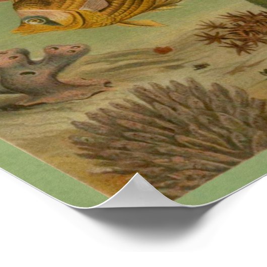 Marine Life Jellyfish, Fish, Coral Print (Hoek)