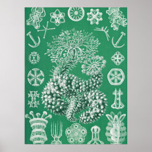 Marine Life Thuroidea Gurkensterne van Ernst Haeck Poster