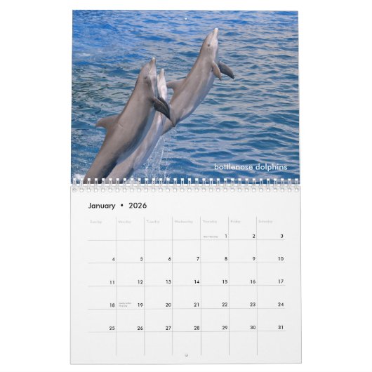 Marine mammals calendar kalender (Jan 2026)