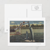 Marineland (Florida) - Uitzicht van veevoer Briefkaart (Voorkant / Achterkant)
