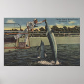 Marineland (Florida) - Uitzicht van veevoer Poster (Voorkant)