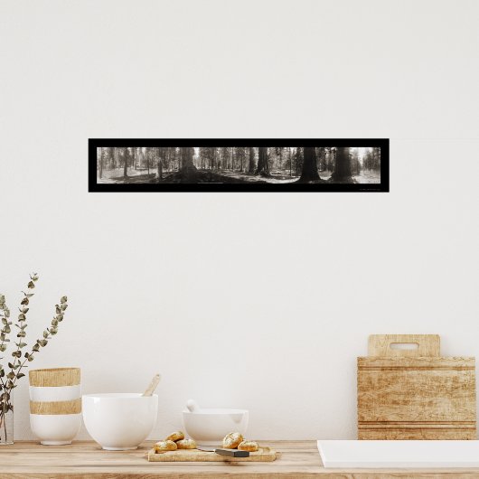 Mariposa Big Tree CA Foto 1906 Poster (Keuken)