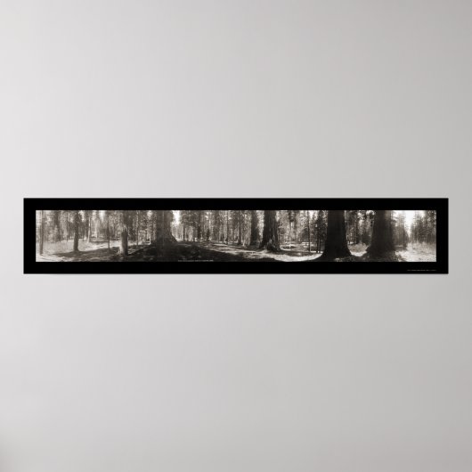 Mariposa Big Tree CA Foto 1906 Poster (Voorkant)