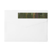 Mariposa Grove in Yosemite National Park (Achterkant)