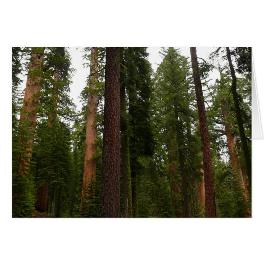 Mariposa Grove in Yosemite National Park (Voorkant Horizontaal)