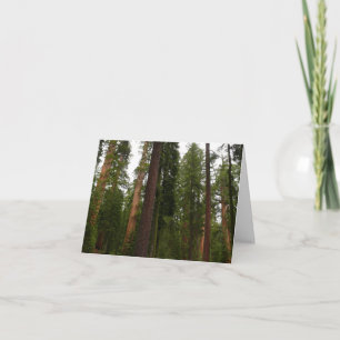 Mariposa Grove in Yosemite National Park Bedankkaart