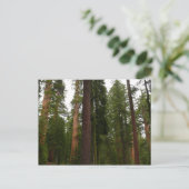 Mariposa Grove in Yosemite National Park Briefkaart (Staand voorkant)