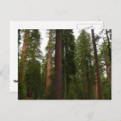 Mariposa Grove in Yosemite National Park Briefkaart (Voorkant / Achterkant)