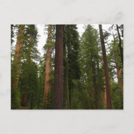 Mariposa Grove in Yosemite National Park Briefkaart