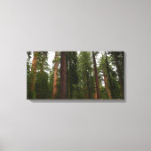 Mariposa Grove in Yosemite National Park Canvas Afdruk (Voorkant)