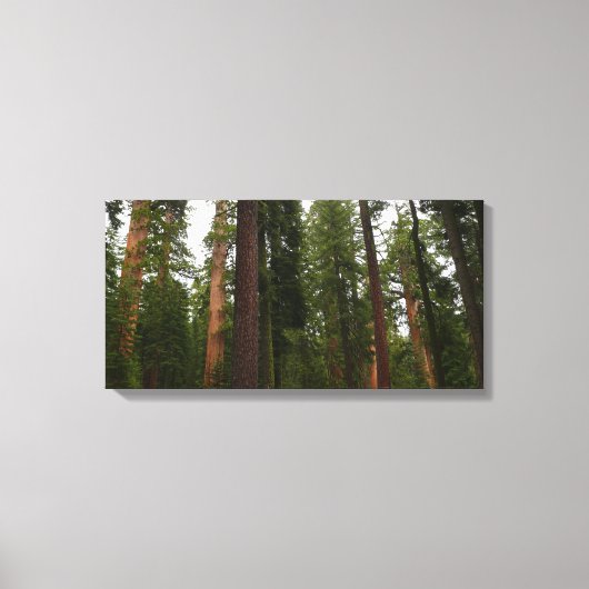 Mariposa Grove in Yosemite National Park Canvas Afdruk (Voorkant)