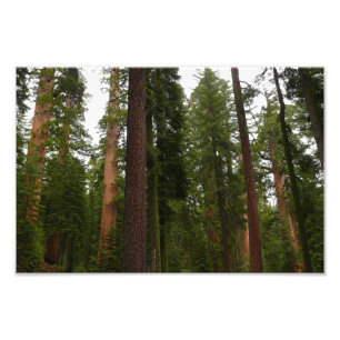 Mariposa Grove in Yosemite National Park Foto Afdruk