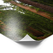 Mariposa Grove in Yosemite National Park Foto Afdruk (Hoek)