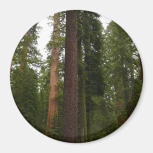 Mariposa Grove in Yosemite National Park Magneet