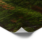 Mariposa Grove in Yosemite National Park Poster (Hoek)