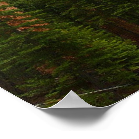 Mariposa Grove in Yosemite National Park Poster (Hoek)