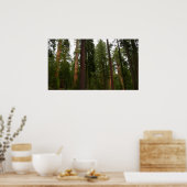 Mariposa Grove in Yosemite National Park Poster (Keuken)
