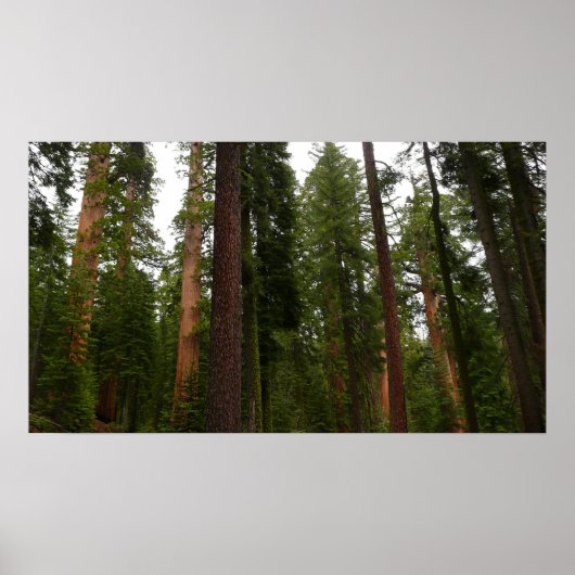 Mariposa Grove in Yosemite National Park Poster (Voorkant)