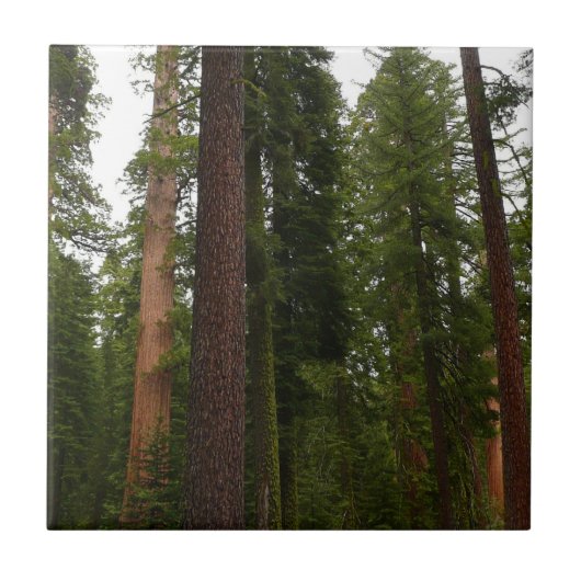 Mariposa Grove in Yosemite National Park Tegeltje (Voorkant)