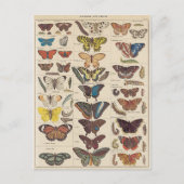Mariposas Briefkaart (Voorkant)