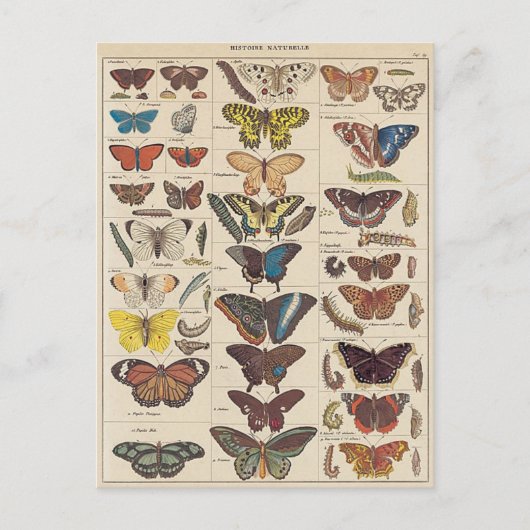 Mariposas Briefkaart (Voorkant)