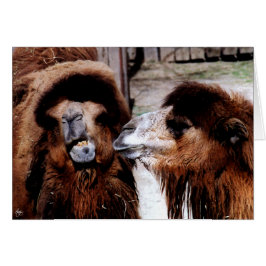 Marital Strife bij Camels Cards