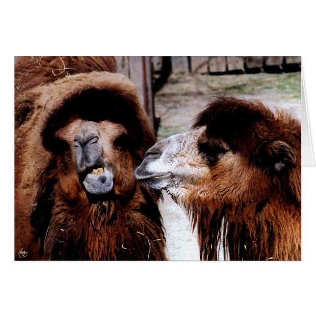 Marital Strife bij Camels Cards (Voorkant Horizontaal)