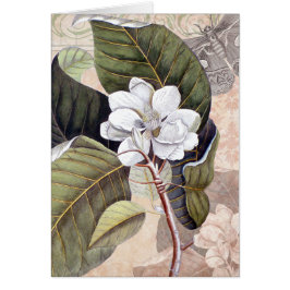 Mark Catesby Magnolia Elegantie